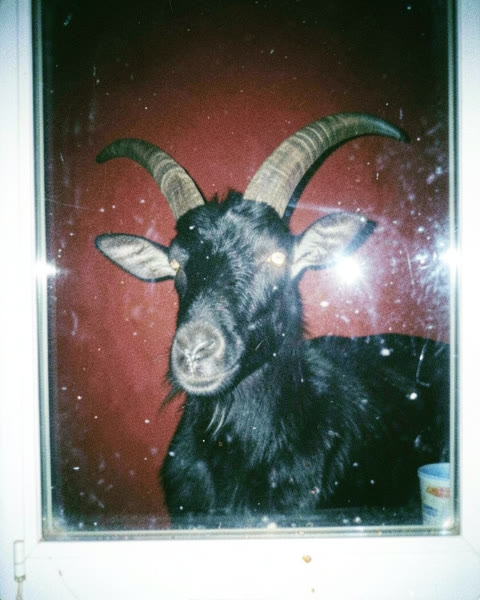 Une chèvre noire devant un mur rouge
